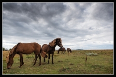 Claus Otten, Alssund Fotoklub, Horses