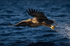 Sea eagle fishing 8819