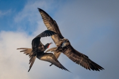 Batling fregatebirds