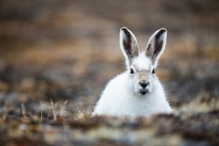 Arctic Hare 2