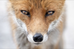 Eyes of the fox 4493