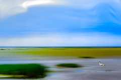 Avocet. WaddenSea