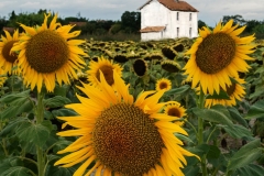 Sunflower and white house