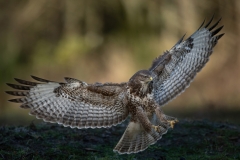 Common buzzard spreads its wings 5928