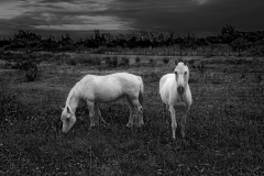 White horses in field