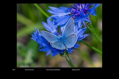 FarveDigital_12
