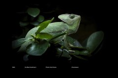 FarveDigital_13