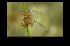 FarveDigital_15