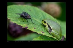 FarveDigital_35