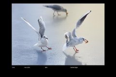 FarveDigital_36