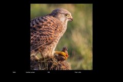 FarveDigital_79