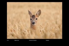 FarvePrint_29