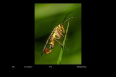 FarvePrint_44