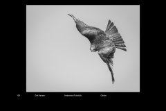 MonoDigital_26