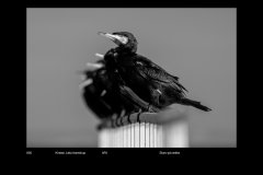 MonoDigital_59