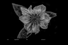 MonoDigital_80