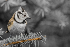 Konkurrence: Crested Tit 2