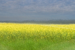 596